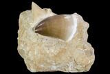 Mosasaur Tooth & Otodus Shark Tooth In Rock - Nice Teeth #105853-1